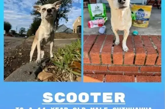 Lost Собака, Joyce Street, 610, Houston - 15 years old, small dot on ear - photo