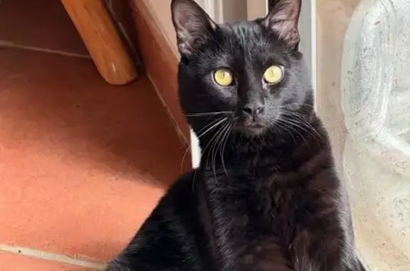 Perdu chat homme, Route des Taillades, 436, Cavaillon - noir et très docile - photo