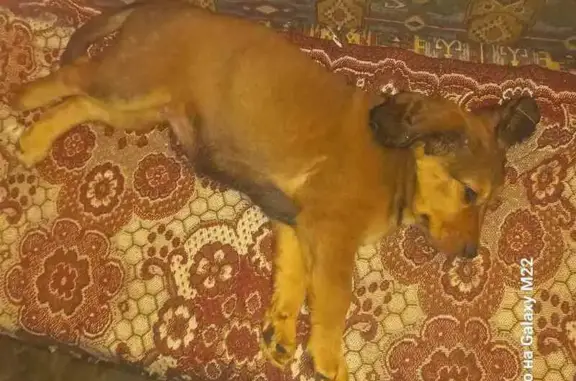 Зникла собака: мала, руденька, довговуха