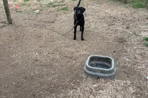 Lost Dog, Bedford Road, 253, Troy - solid black lab - photo