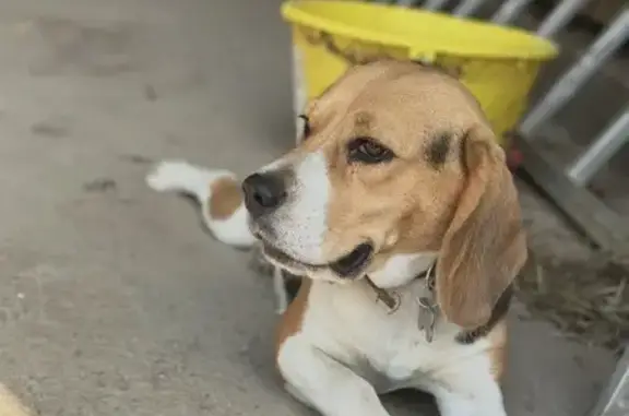 Perdu chien femelle, Chemin de la Motte, Chapeau, Neuilly-le-Réal - Beagle collier cuir marron - photo