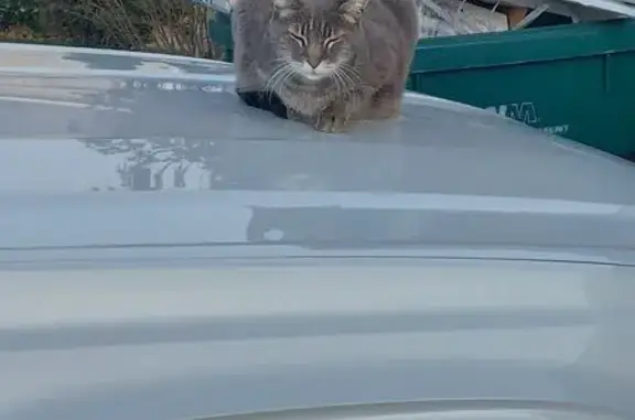 Lost кошка, Emerald Drive, 1010, Layton - not very friendly - photo