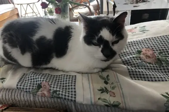 Animaux trouvés Notre-Dame-de-Monts, photo: Trouvé chat, Route du Bois Soret, 18, Notre-Dame-de-Monts - blanc à tâches gris foncé
