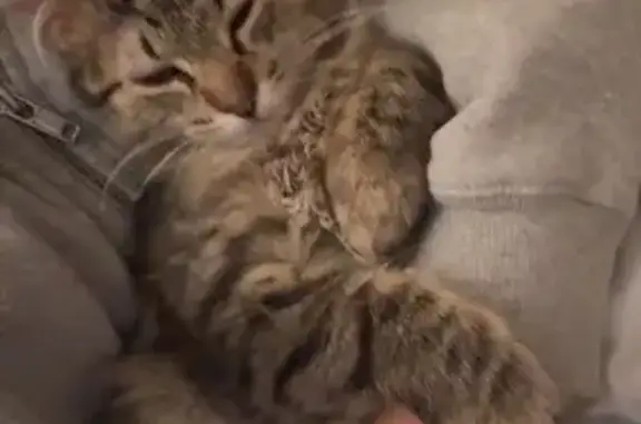 Missing cat Okemos, photo: Lost Кошка, Male, Campus Hill Drive, 5031, Okemos - long haired mix