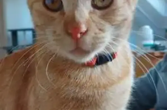 Animaux perdus Soumoulou, photo: Perdu chat femelle, Rue des Prés, 3, Gomer, Soumoulou - tâche blanche dans l'œil droit