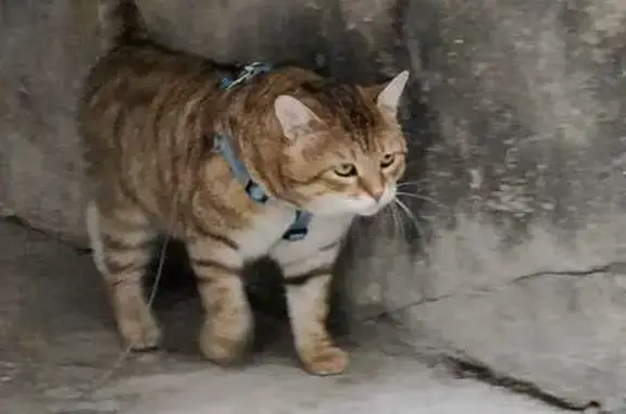 Chat perdu, Paris, photo: Chat disparu Garçon, Paris (fl585592)