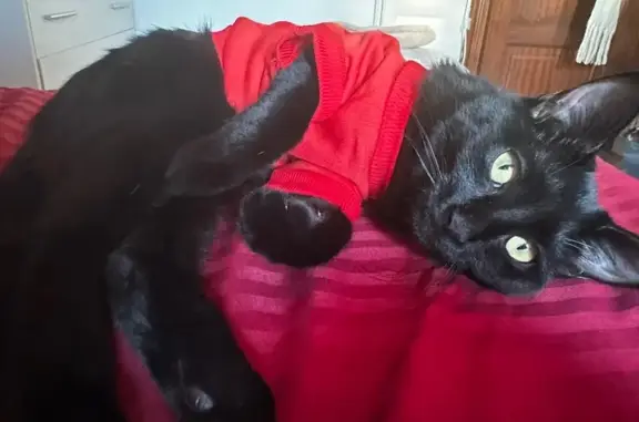 Se busca: Gatita negra perdida en Madrid