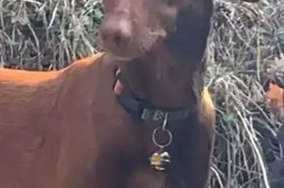 ¡Ayuda a Encontrar a Petitona en L'Estany!