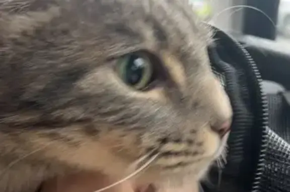 Animaux trouvés Paris, photo: Trouvé chat homme, Rue de la Trémelière, 33, Le Rheu, Paris - très gentil et câlin