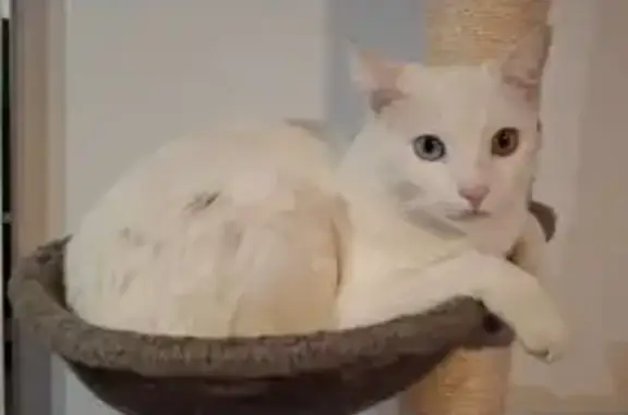 Gato blanco sordo perdido en El Médano