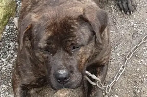 Animaux perdus Le Grand-Bourg, photo: Chien disparu Fille, Le Grand-Bourg (fl585594)