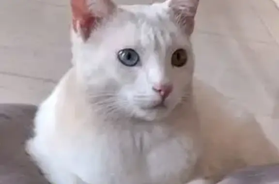 Gato Blanco Sordo Perdido en Arenas del Mar