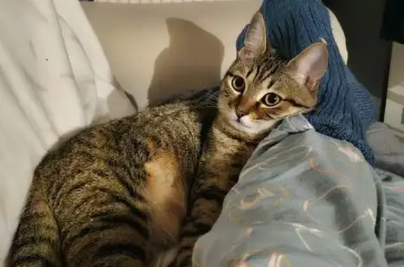 Chat perdu, Saint-Laurent-du-Pape, photo: Perdu chat femelle, Rue Rue des Rameurs, La Voulte-sur-Rhône, Saint-Laurent-du-Pape - tigrée et sociable