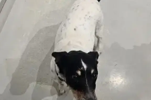 Animaux trouvés Montauban, photo: Trouvé chien femme, Chemin de Canto Merle, Montauban - Jack Russel bien éduqué