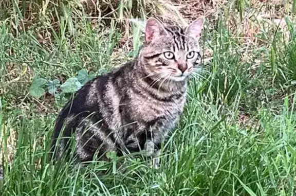 Animaux perdus Hiersac, photo: Perdu chat mâle, Rue de la Charente, 3, Hiersac - répond au nom de Pacha