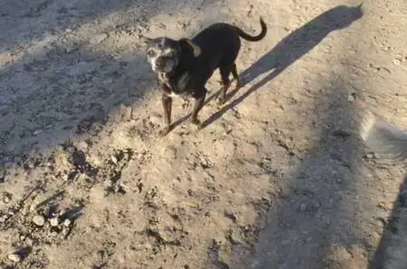 Chihuahua Negra Perdida en Tijuana: 10 Años