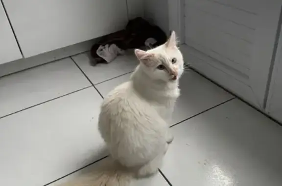 Chat perdu, Rennes, photo: Perdu chat mâle, Rue Jean Cocteau, 19, Le Mans - yeux bleus et poils longs
