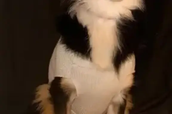 Friendly Dog Lost on Tableland Rd, Blue Mtns