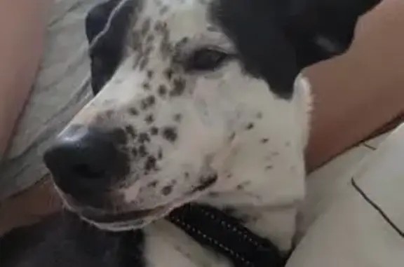 Lost Kelpie: Black & White, Very Timid