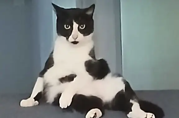 Lost Tuxedo Cat Named Maggie in Melbourne