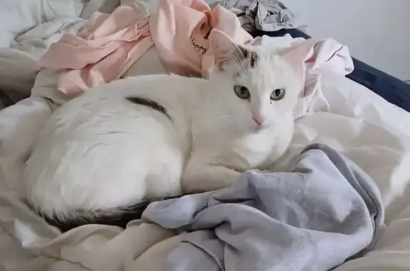 Perdu chatte, Montferrand, Paris - petite femelle - photo