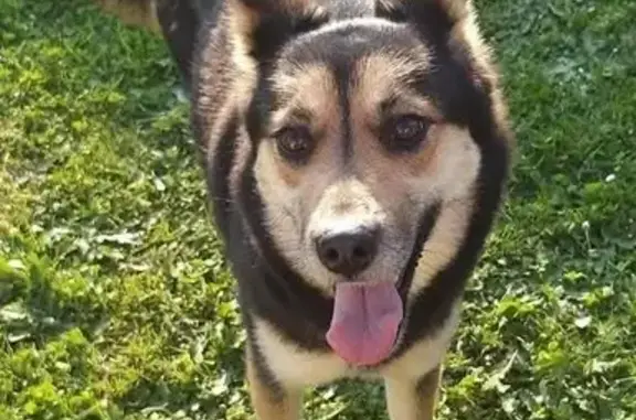 Perdu Choupinette, Cléré-sur-Layon, Laval - s'est échappée avec une autre chienne - photo