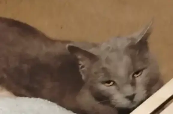 Found кошка, South Boston, Virginia - extremely affectionate - photo