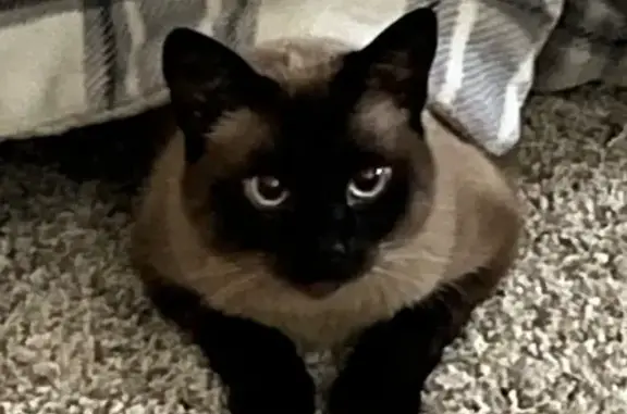 Missing cat Edmond, photo: Lost Кошка, Summer Way Lane, 2208, Edmond - Siamese with black face