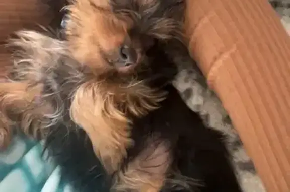 Lost Собака, North Porter Street, 422, Seaford - yorkie pup, responds to Sammy - photo