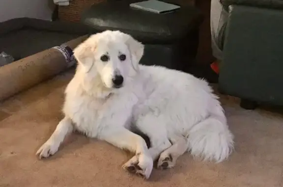 Maremma. Lighter build. Pink and purple collar. About 35kg. 18months old