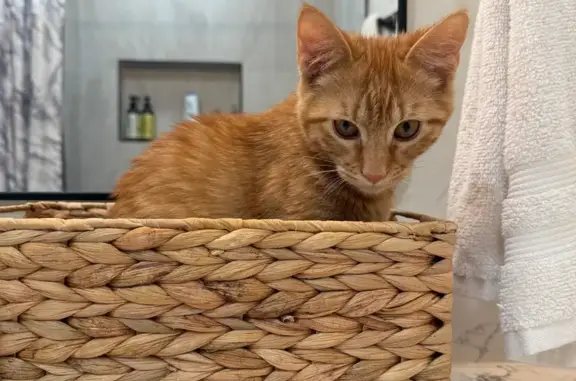 Lost Кошка, Parkway Boulevard, Coppell, Arlington - 4-5 months old, super friendly - photo