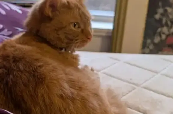 Lost Кошка, Female, Union Street, 800, Cary - orange stripes tabby - photo