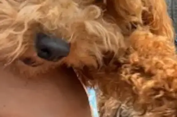 Lost Собака Female, South Elizabeth Street, 8420, Chicago - curly coat with blue collar - photo