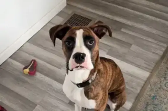 Lost Собака, 220th Street, 644, Winthrop - Brown and white - photo