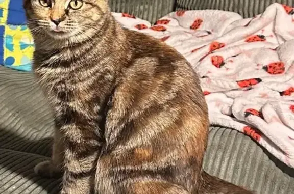 Lost female cat, South Delphine Avenue, 334, Waynesboro - mix of gray, white, brown, black, and auburn fur - photo