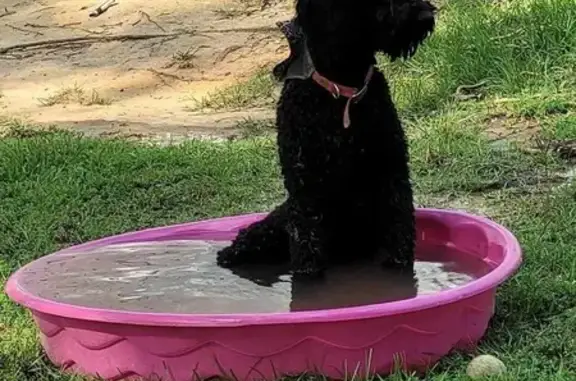 Lost Dog, Female, Lennis Cuevas Road, 20158, Saucier - Black Standard poodle - photo