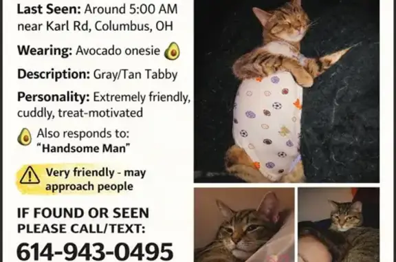 Lost Кошка, Whippoorwill Court South, 4866, Columbus - wearing an avocado onesie - photo