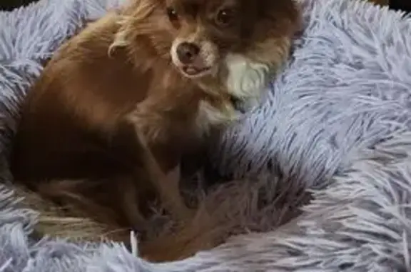 Lost Собака, Douglas Fir Drive, Troy - Long hair Chihuahua, light brown w/ white - photo