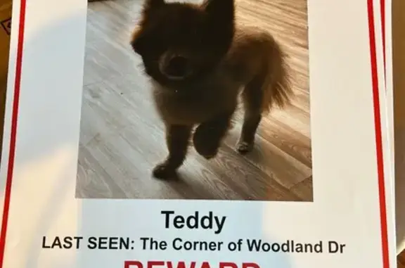Lost Собака, Woodland Drive, 23600, Watertown - Male Pomeranian with gray collar - photo