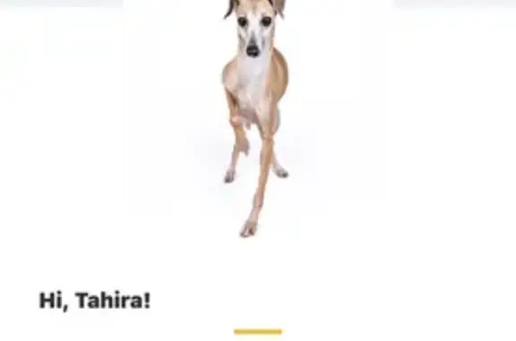 Lost Собака, Female, McCraren Road, 1821, Highland Park, Hickory Hills - thin, tall, big eyes - photo