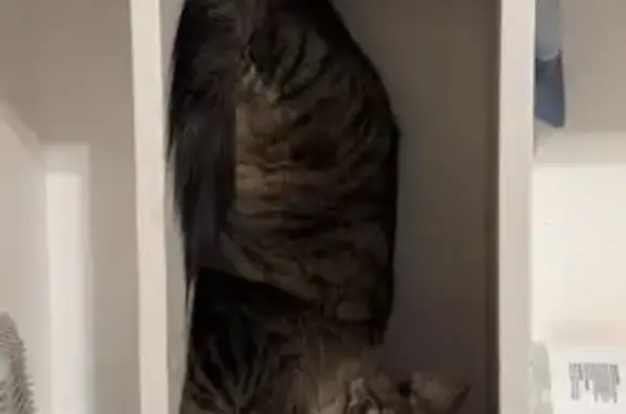 Missing cat Portales, photo: Lost кошка, West 15th Lane, 724, Portales - responds to his name