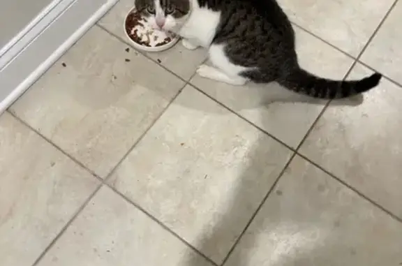 Found Кошка, Male, Cropsey Av/...