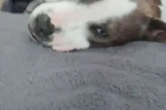 Lost Собака, Female, Scenic Lane, 116, Anderson - camo collar - photo