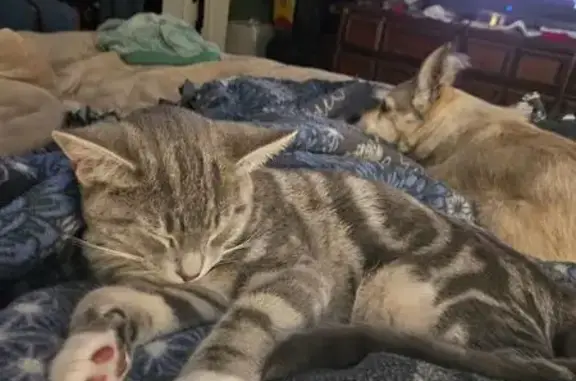 Missing cat Indianapolis, photo: Lost male cat, Smithfield Boulevard, 6922, Indianapolis - grey with white swirl markings