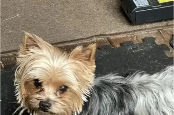 Lost Собака, Deltona, Florida - Brown and grey Yorkie - photo