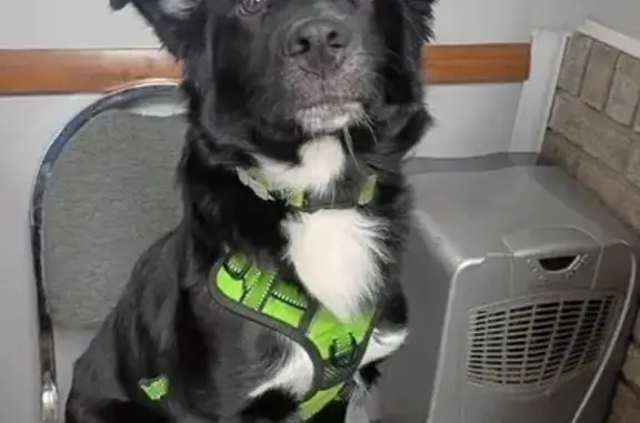 Lost Собака, Cleveland Street, 100, Butler - Lab/border collie mix - photo