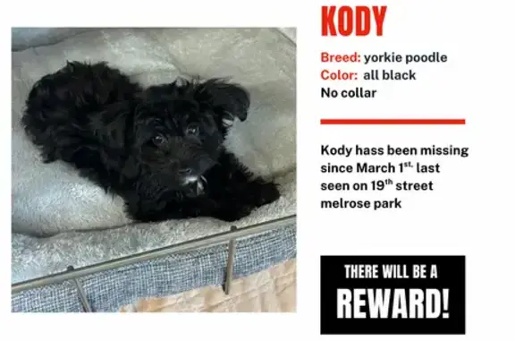 Lost Собака, North 19th Avenue, 110, Melrose Park, Chicago - all black with white patch on chest - photo