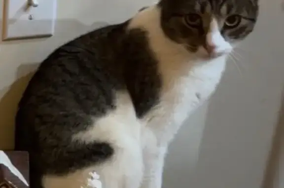 Missing cat Logan, photo: Lost Кошка Female, Logan, Ohio - Got out when I was leaving