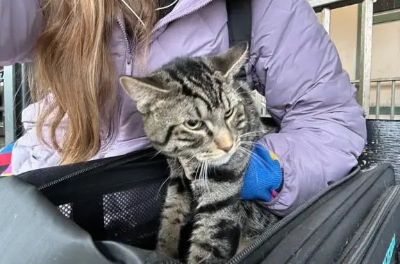 Found кошка, Kings Highway, 19...