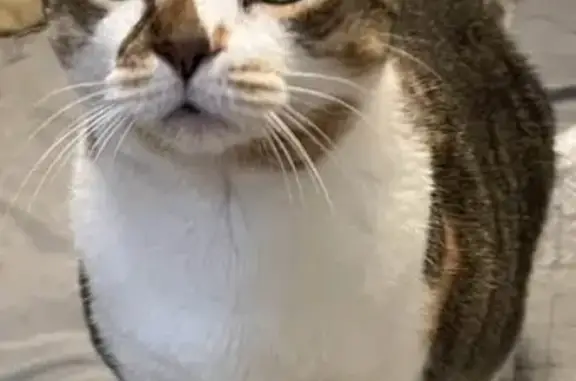 Lost Кошка, Female, Knights Bridge, 182, Warner Robins - very timid, grey/black with russet spots - photo